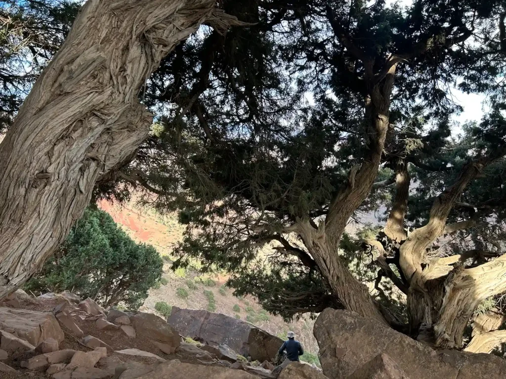 argan tree 1